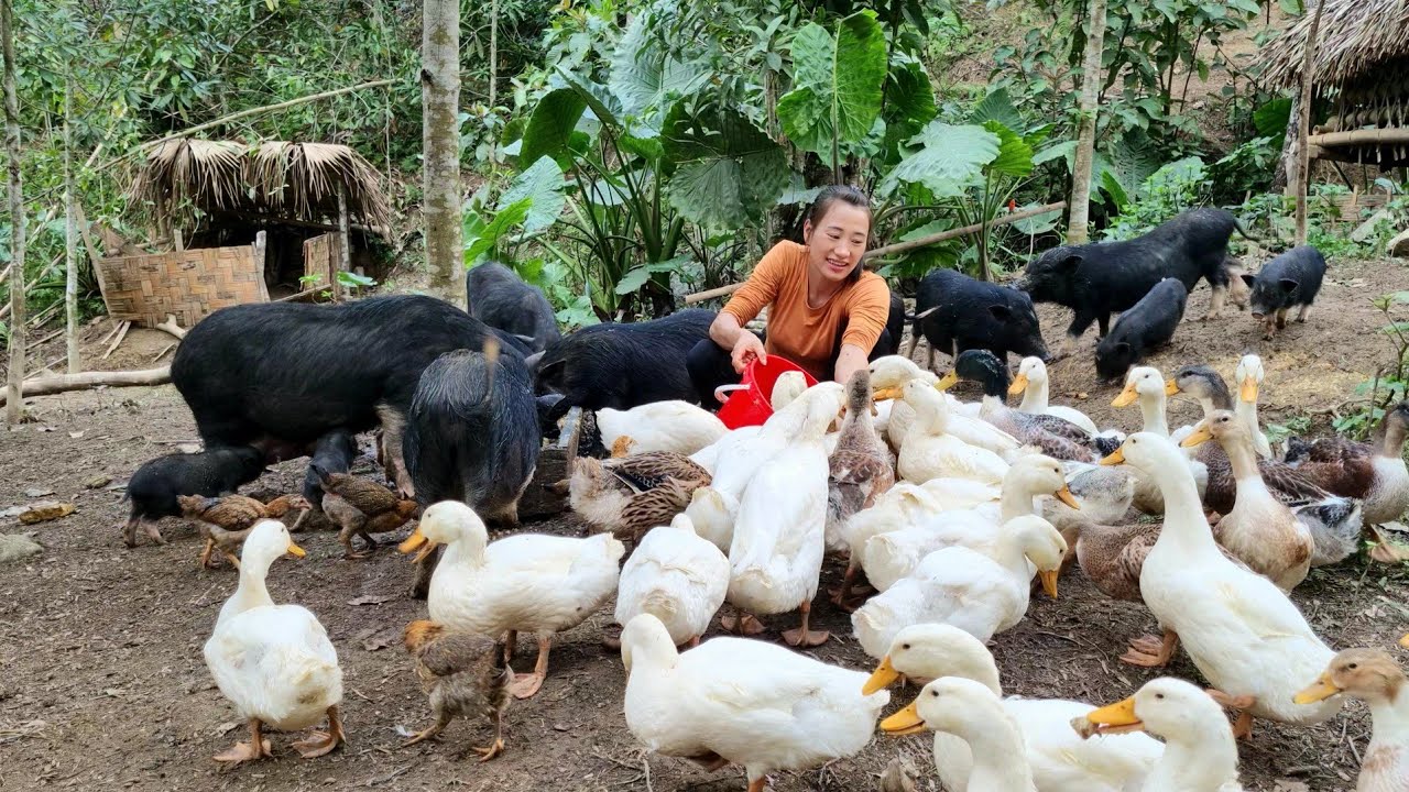 FULL VIDEO: 150 Days alone Build a Farm - Glad the mother Goat in the farm gave birth. Daily Life