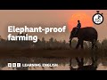 Elephant-proof farming ⏲️ 6 Minute English