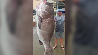 Man catches massive 350-pound grouper off Florida coast