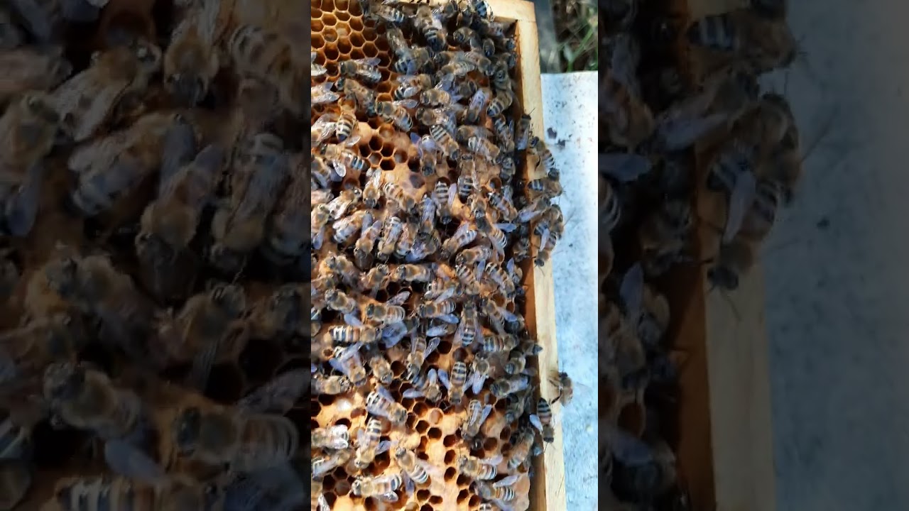 Eileggende werksters