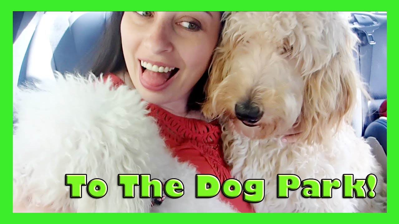 NYC: A DAY IN THE LIFE- BROOKLYN DOG PARK! (vlog#37)