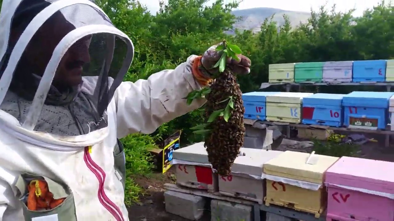 دوو ڕێگا بۆشەڵخەگرتنەوەی هەنگ و چەند زانیاریەک