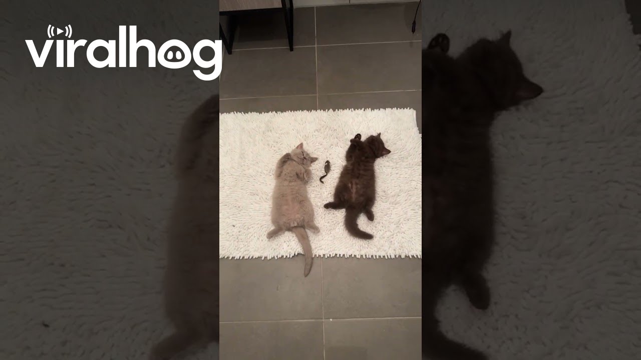 Kittens Rest After a Long Day of Mischief || ViralHog