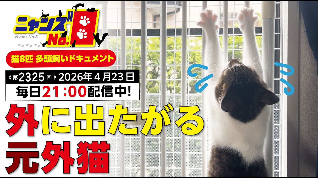 にゃん様＊. さまざまな中古バイクを紹介🏍️｜お手頃価格で購入可能！ | TikTok