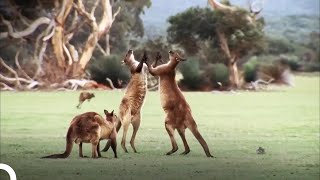 How Do Animals Communicate With Each Other? | Super Senses Communication