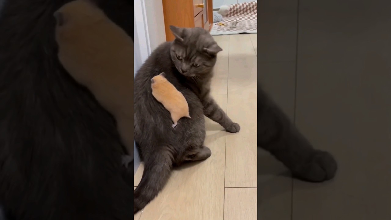 Wait! What? Rat vs Cat 