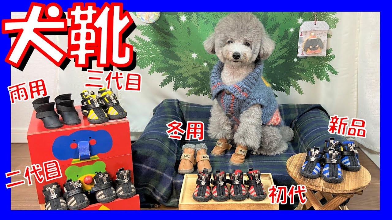犬靴 愛犬トルテの靴の選び方と冬おすすめのブーツ紹介 最後おまけあり トイプードルのtorte Channel Youtube 犬靴 愛犬トルテの靴の選び方と冬おすすめのブーツ紹介 最後おまけあり トイプードルのtorte Channel Youtube