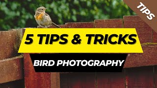 5 tips and tricks for beginning Bird Photographers