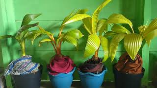 Krui punya : Koleksi bonsai kelapa || lagu ngajak lipang kyai daul.. Bonkla Lampung
