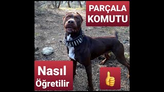 Köpek Eğitimi Saldırı ve Parçala Komutu #köpekeğitimi #saldırıkomutu