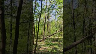 Wonderful 🍀 Spring Come to #Forest 🌳 in Kyiv #Nature #Park - Sunny 🌞 Weather and Green Trees