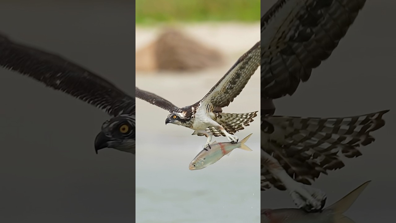Hungry Osprey grabs big fish from the shallows and takes it airborne.