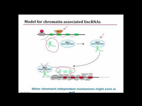 Video: Long Noncoding RNA Pvt1 Mengatur Aktivitas Imunosupresi Sel Penekan Turunan Granulositik Myeloid Pada Tikus Yang Mengandung Tumor