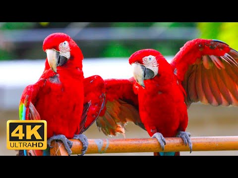 THE Worlds Greatest Birds Relaxing Music And Nature