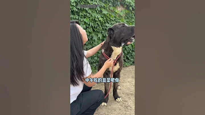 🐶万万没想到吧，直接展开舔狗攻势 #萌宠 #dog #纽波利顿獒犬 - 天天要闻
