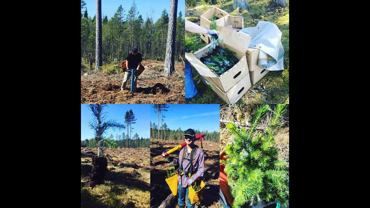 Посадка опрыскивание саженцев в Швеции