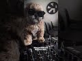 The dogs want techno 📢🐶 #rave #techno #newmusic #scooter #viral #dog #dj