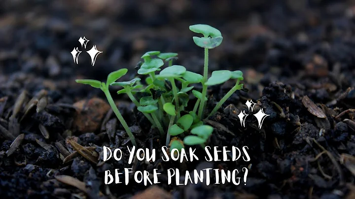 Seed Soaking and Scarification