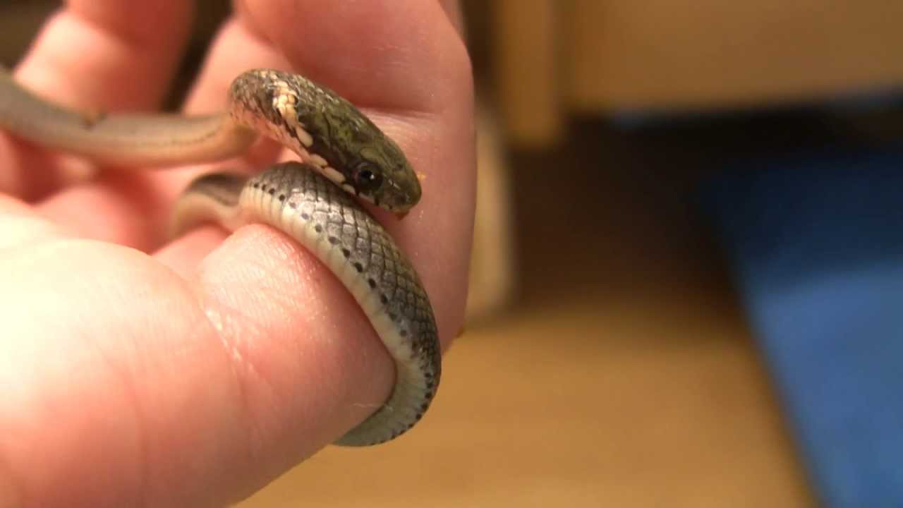 ヒバカリはおとなしくてかわいい 飼育法やアクアテラリウムも ネット動物園 生き物全般からペットまで