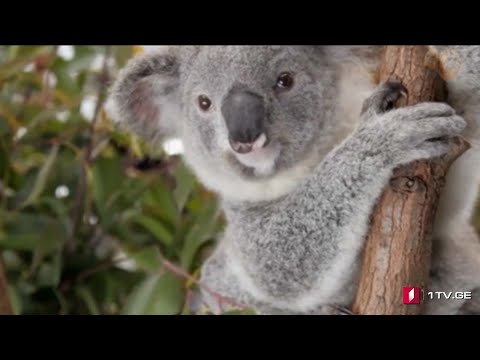 ვიდეო: სად წავიდეთ ავსტრალიაში