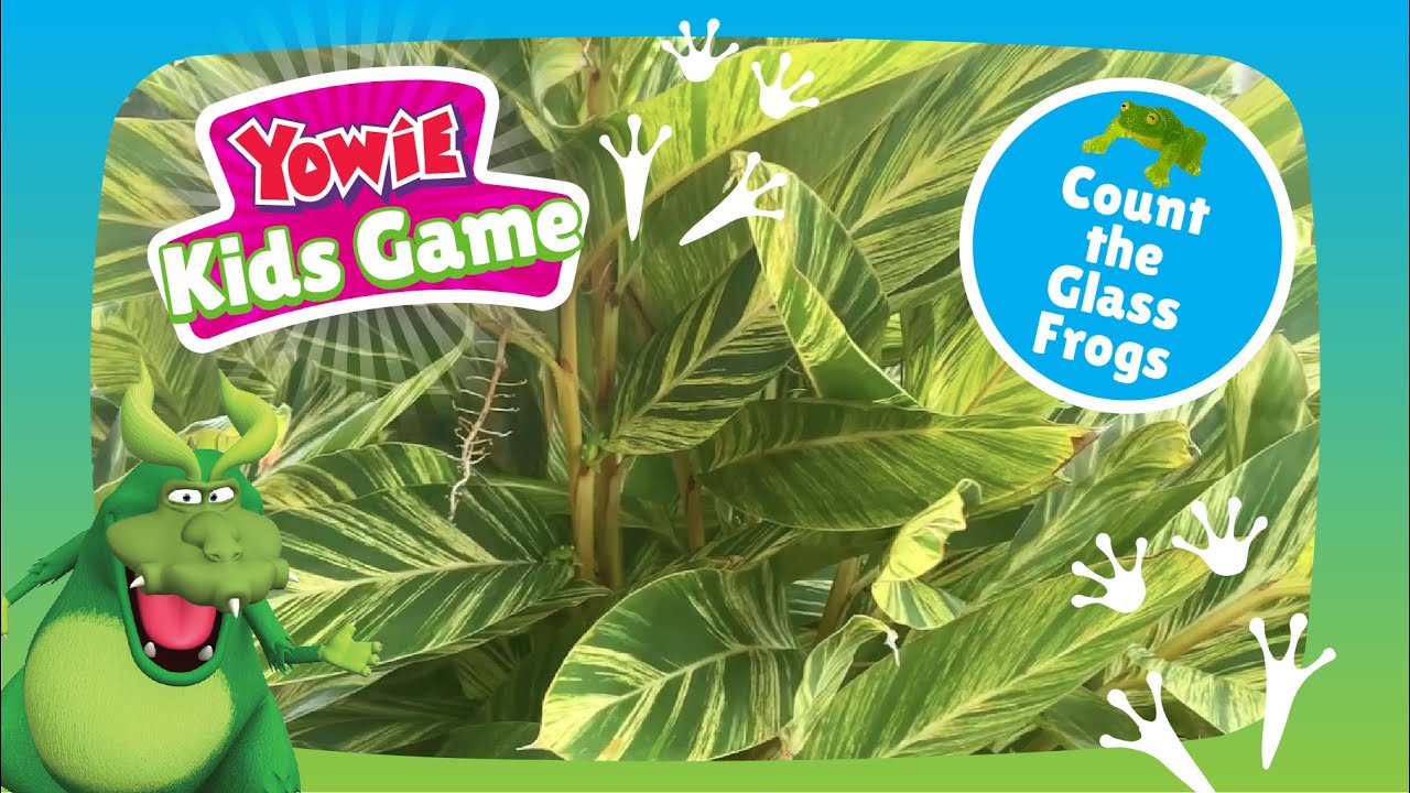 Find the Pacific Giant Glass Frogs! YouTube