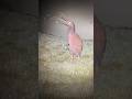 Kiwi screaming #viral #foryou #kiwi #shorts #funny #memes