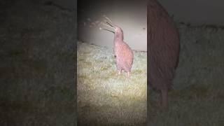 Download Lagu Kiwi screaming  #viral #foryou #kiwi #shorts #funny #memes MP3