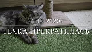 Вязка № 5 Курильских Бобтейлов - 09.12.2020г.