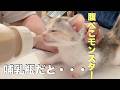 腹ぺこモンスター達が哺乳瓶で飲んだらこんな表情になりました
