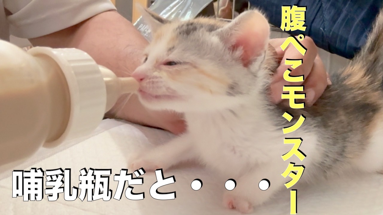 腹ぺこモンスター達が哺乳瓶で飲んだらこんな表情になりました