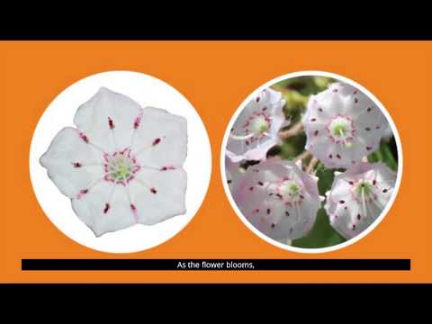 Explore! State Flower: Mountain Laurel