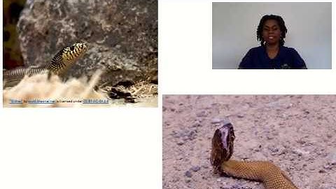 LSU CC&E Micro Course: Microbes in the Environment, Pt I