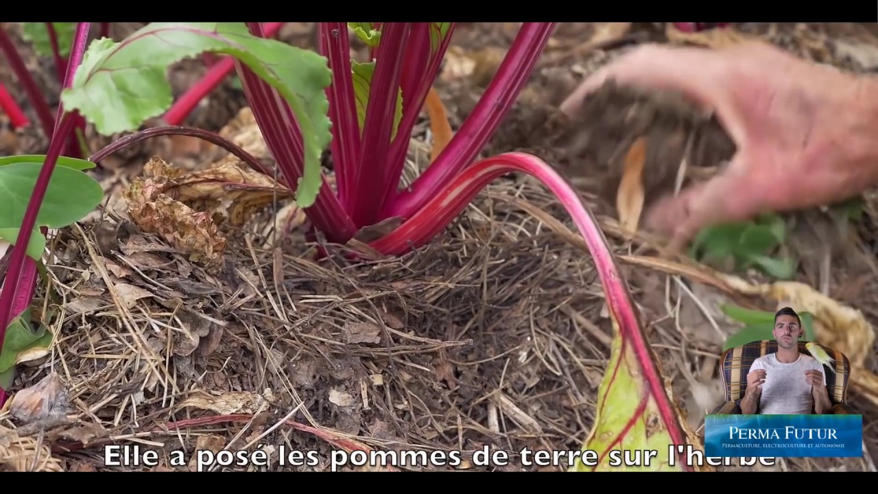 La(les) butte(s) Hügelkultur - Permaculture -