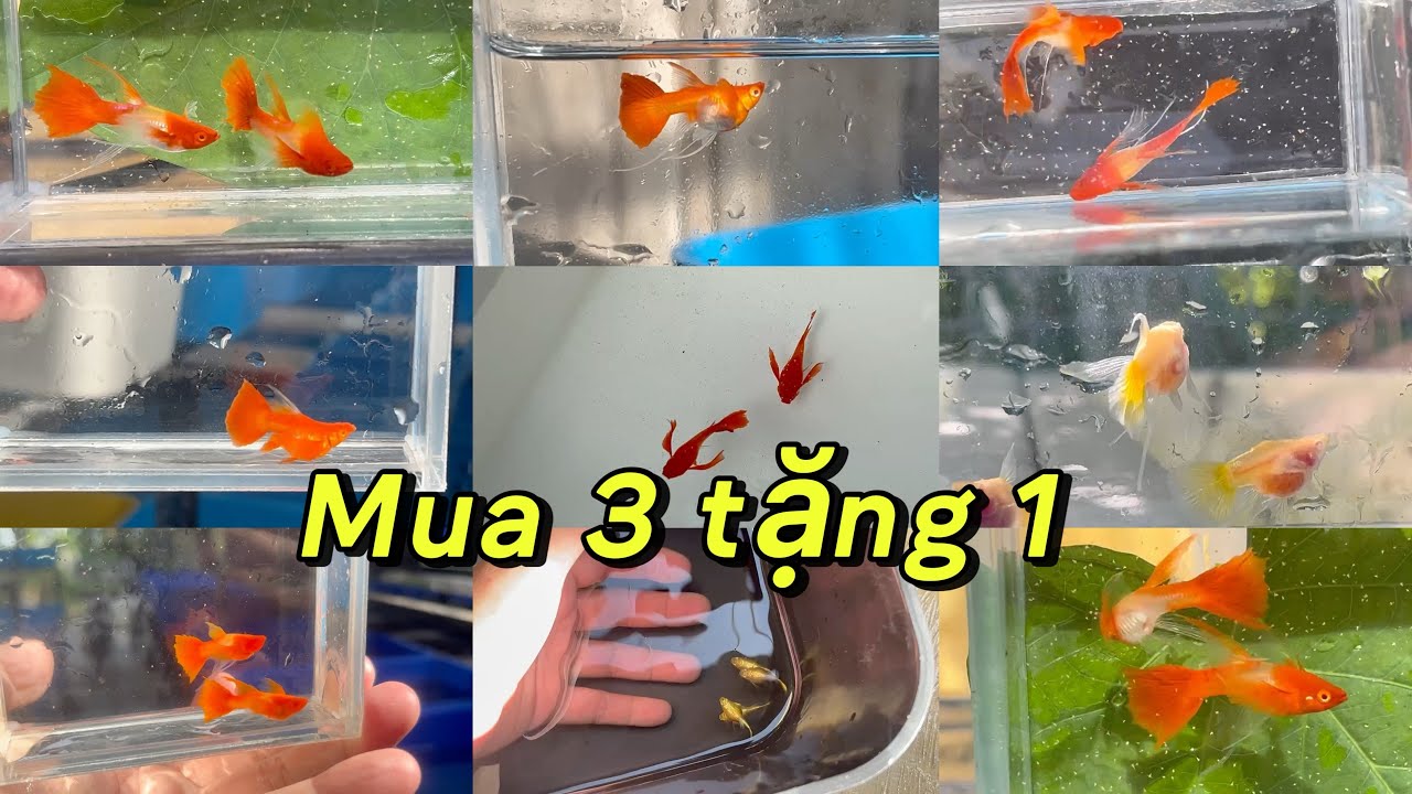 MUA 3 TẶNG 1 CHO 16 COMBO KOI RED EAR RB FINC TUYỂN VÀ MỘT SỐ DÒNG CÁ BẢY MÀU