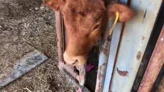 Working calves on a sunny Sunday afternoon