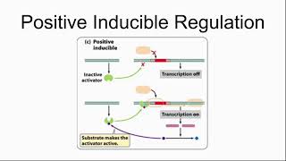 GN 311 Exam Mini Video Module 6