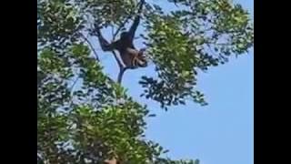 Owa Ungko Kalimantan