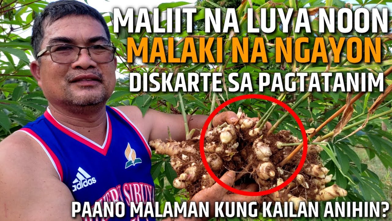 PAANO MALAMAN KUNG PWEDE NG ANIHIN ANG LUYA | D' GREEN THUMB
