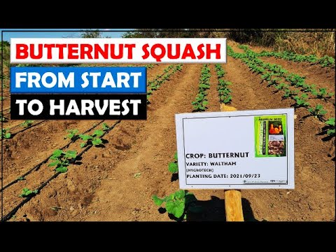 Vegetable Farming in Zambia: From sowing to harvest of our butternut crop on Riverside 2 D