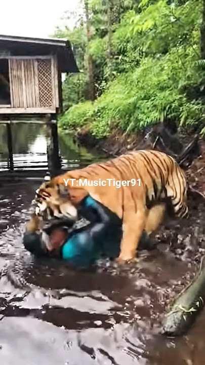 an angler was pounced on by a tiger in the river #animals #tiger #wildlife