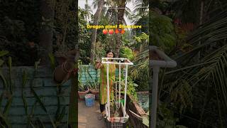 dragon fruit plant#dragon fruit structure#dragon plant ki dek#dragon #youtube #shorts YouTube