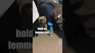 Funny Cat Vid On Tiktok Again