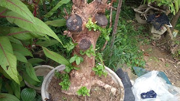 cách trồng phôi ổi to vừa đánh về,sống 100%