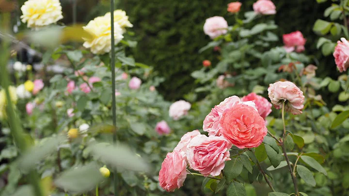 Marie Caroline - NIRP rose, 2022