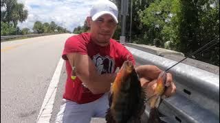 Pesca , de Tilapias rojas en la Florida