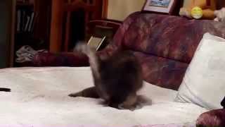 Cats Chasing Tails Compilation 2015 by Funny Cats 6,576 views 9 years ago 2 minutes, 12 seconds