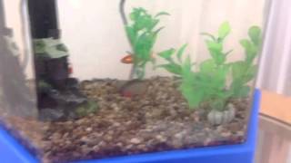 Download lagu Fishes in sea by Riwia