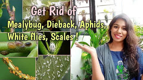 Get rid of Mealybugs, Dieback, Aphids, Scales and ...