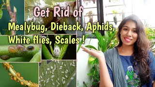 Get rid of Mealybugs, Dieback, Aphids, Scales and Whitefly/Garden Pest Control/  Weekly Pest Control screenshot 1