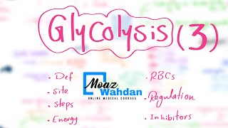 Glycolysis part (3) - Moaz Wahdan (Online Course Records)
